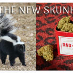 Legal Pot Leads To Skunk Explosion
